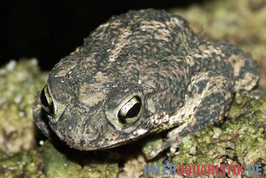 Eichenkröte, Bufo quercicus