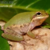 Eichhörnchenfrosch, Hyla squirella