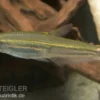 Eidechsensalmler, Iguanodectes spilurus
