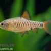 Eilandbarbe, Puntius oligolepis DNZ