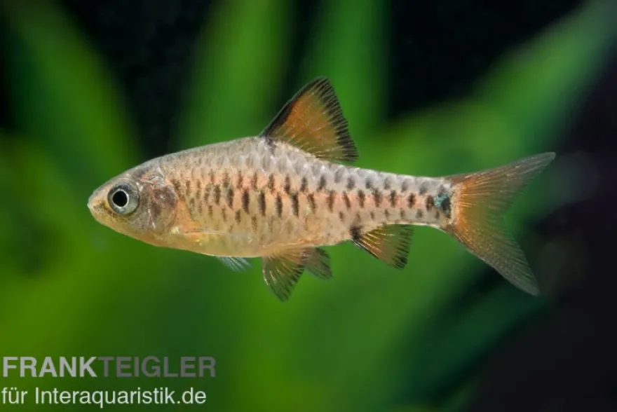 Eilandbarbe, Puntius oligolepis DNZ
