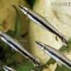 Einbinden-Ziersalmler, Nannostomus unifasciatus, 3-5 cm