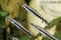 Einbinden-Ziersalmler, Nannostomus unifasciatus, 3-5 cm