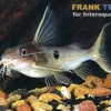 Einpunkt-Fiederbartwels, Synodontis notatus 1 Spot, 6-7 cm