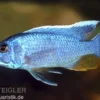 Eisblauer Maleri-Buntbarsch, Sciaenochromis fryeri Maleri Island, 4-5 cm