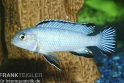Eisblauer Maulbrüter, Pseudotropheus socolofi, DNZ