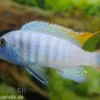 Eisblauer Zebra, Maylandia (Metriaclima) greshakei