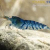 Eisblaue Tigergarnele Golden Eye, Caridina mariae