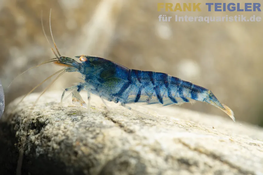 Eisblaue Tigergarnele Golden Eye, Caridina mariae