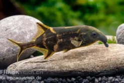 Elefantenfisch, Campylomormyrus elephas