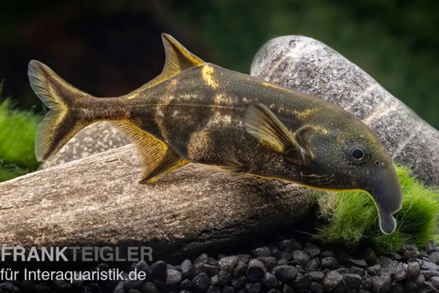 Elefantenfisch, Campylomormyrus elephas