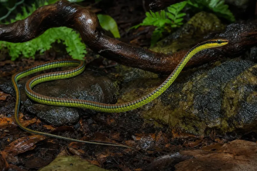 Elegante Bronzenatter, Dendralaphis formosus
