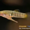 Eleganter Zwergkärpfling, Neoheterandria elegans (Minifisch)