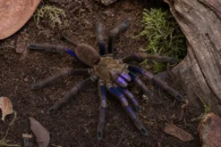Elektrischblaue Vogelspinne, Chilobrachys natanicharum
