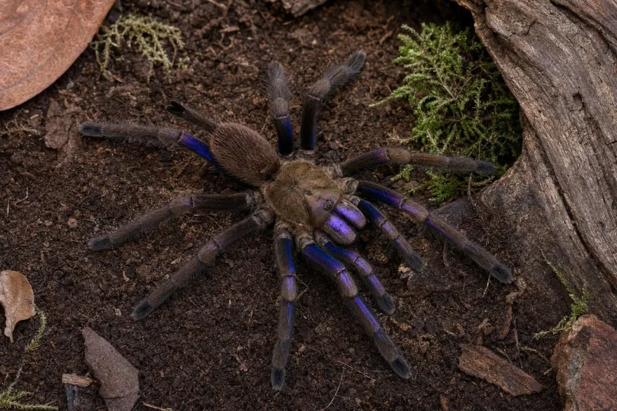 Elektrischblaue Vogelspinne, Chilobrachys natanicharum