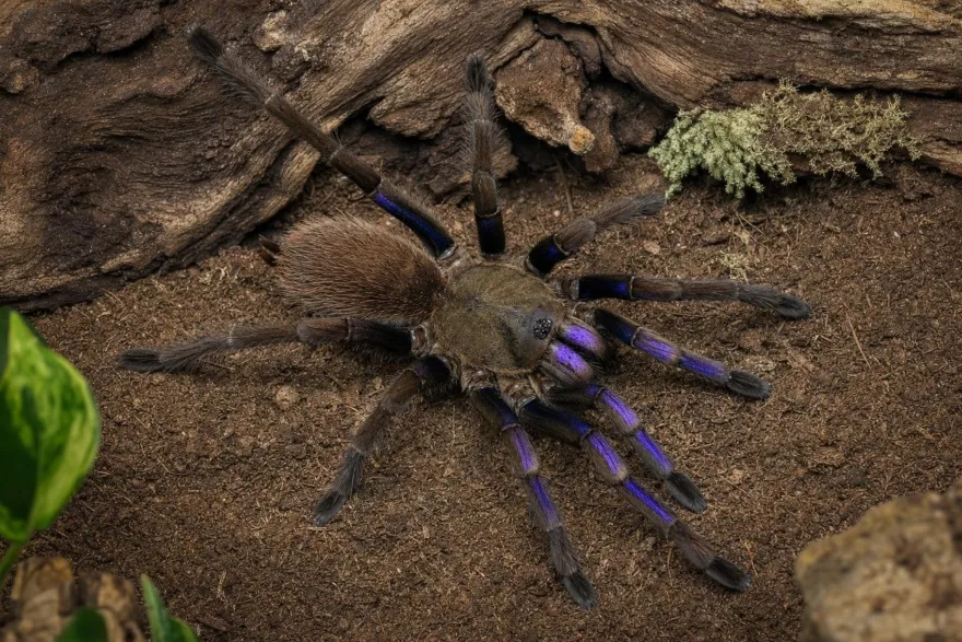 Elektrischblaue Vogelspinne, Chilobrachys natanicharum