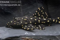 Elfenwels, Acanthicus adonis