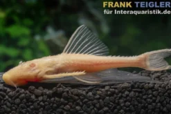 Elfenwels Albino, Acanthicus adonis