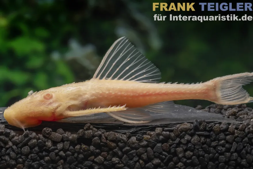 Elfenwels Albino, Acanthicus adonis