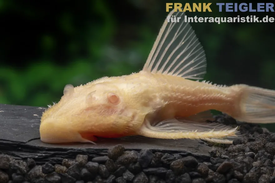 Elfenwels Albino, Acanthicus adonis