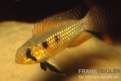 Elisabeth’s Zwergbuntbarsch, Apistogramma elizabethae