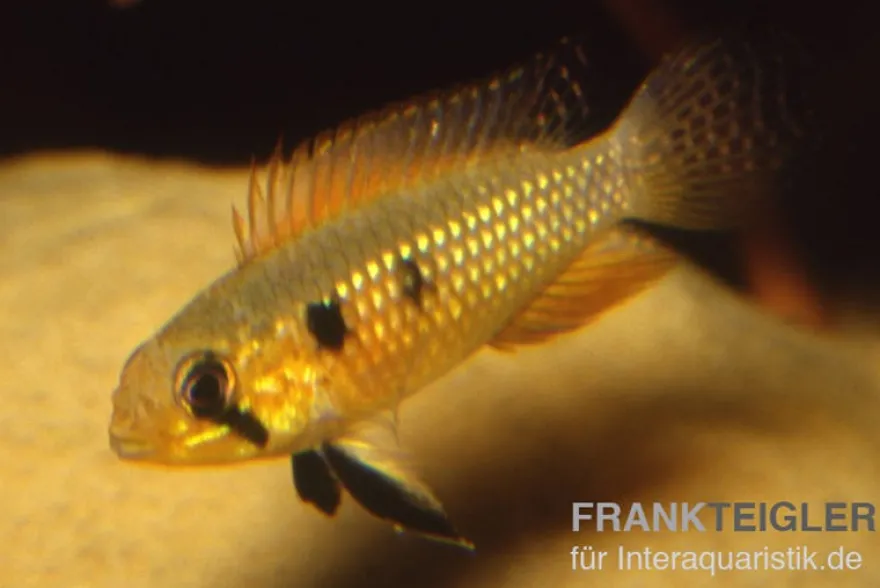 Elisabeth’s Zwergbuntbarsch, Apistogramma elizabethae