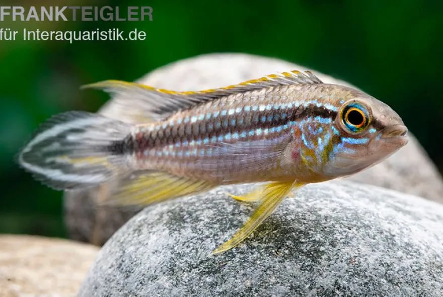 Elisabeth’s Zwergbuntbarsch, Apistogramma elizabethae