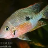 Elliots Buntbarsch, Thorichthys ellioti (maculipinnis), DNZ