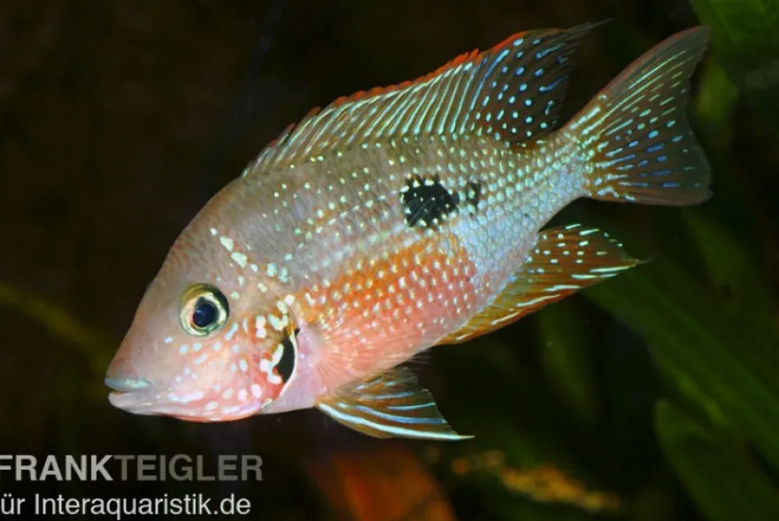 Elliots Buntbarsch, Thorichthys ellioti (maculipinnis), DNZ