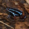 El-Oro-Blattsteiger „Blau Rio Saladillo“, Epipedobates anthonyi