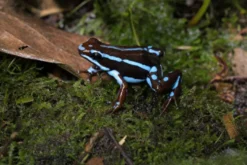 El-Oro-Blattsteiger „Blau Rio Saladillo“, Epipedobates anthonyi