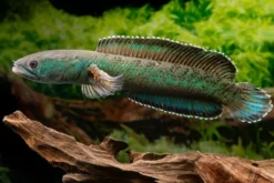 Emerald Green Schlangenkopf, Channa cf. pomanensis „Emerald Green“