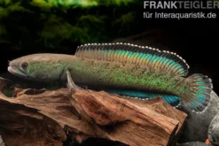 Emerald Green Schlangenkopf, Channa cf. pomanensis „Emerald Green“
