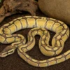 Enchi-Hypo-Königspython, Python regius