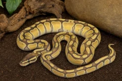Enchi-Hypo-Königspython, Python regius