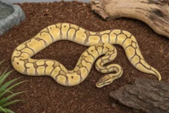 Enchi-Hypo-Königspython, Python regius