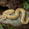 Enchi-Lesser-Königspython, Python regius