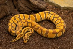 Enchi-Orange-Dream-Königspython, Python regius