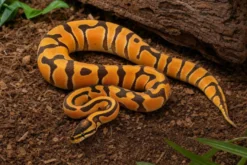 Enchi-Orange-Dream-Königspython, Python regius