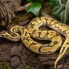 Enchi-Pastel-Königspython, Python regius