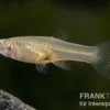 Endler Guppy black green snake, Poecilia wingei, paarweise