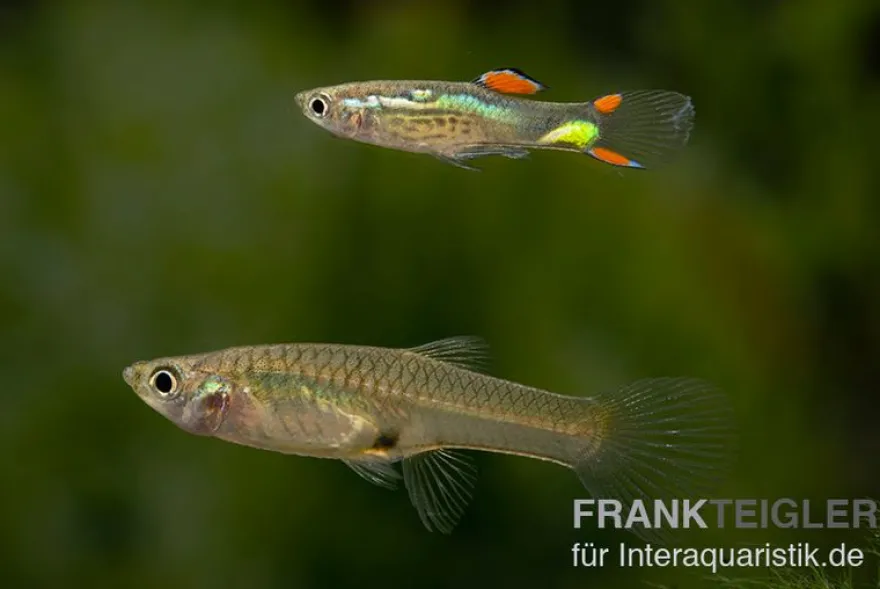Endler Guppy black green snake, Poecilia wingei, paarweise