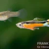 Endler Guppy "Bleeding Heart", Poecilia wingei, DNZ, paarweise