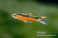 Endler Guppy "Bleeding Heart", Poecilia wingei, DNZ, paarweise