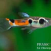 Endler Guppy Dreipunkt, Poecilia wingei, DNZ, paarweise