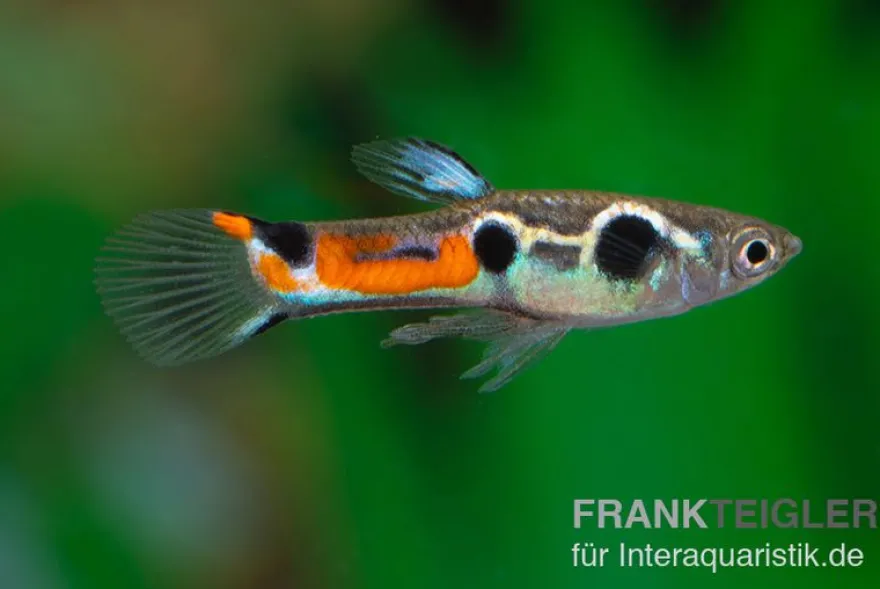Endler Guppy Dreipunkt, Poecilia wingei, DNZ, paarweise