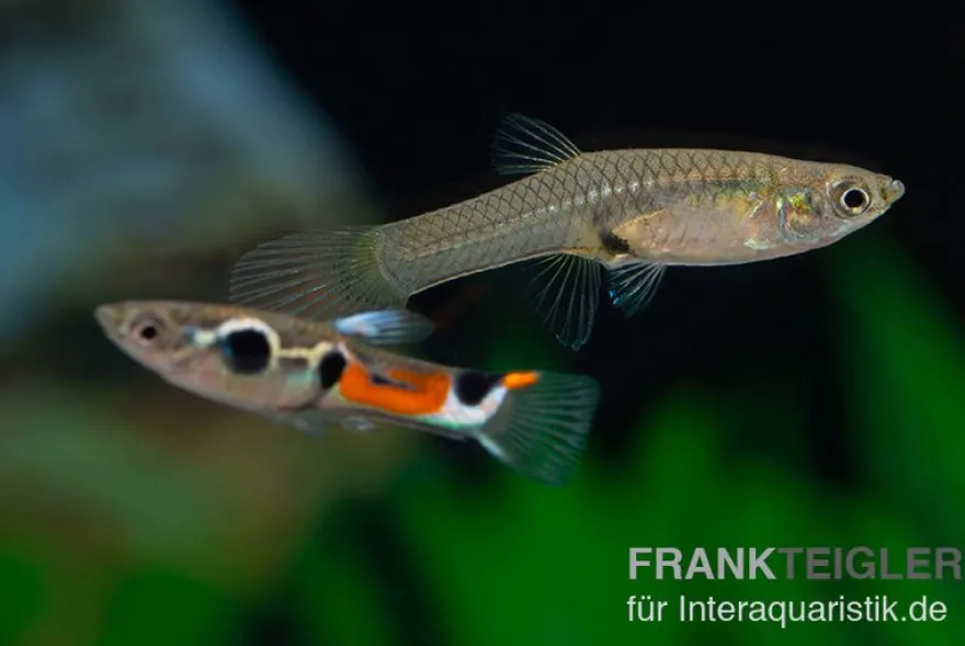 Endler Guppy Dreipunkt, Poecilia wingei, DNZ, paarweise