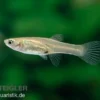 Endler Guppy El Tigre, Poecilia wingei, paarweise (Minifisch)