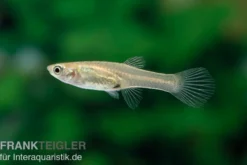 Endler Guppy El Tigre, Poecilia wingei, paarweise (Minifisch)