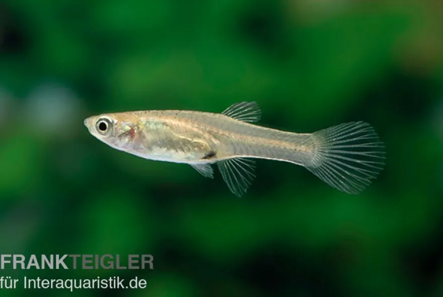 Endler Guppy El Tigre, Poecilia wingei, paarweise (Minifisch)